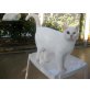 Bibio ' NOTFALL ', Hauskatzen - Katze