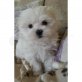 Bichon Frisé FLUFFY SNOW WHITE BALL, Bichon Frisé - Rüde