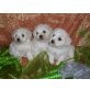 Bichon Frisé - Hündin