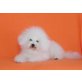 Bichon Frisé - Hündin
