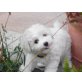 Bichon Frisé - Hündin