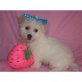 Bichon Frisé - Hündin