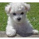 Bichon Frisé - Hündin