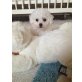 Bichon Frisé - Hündin