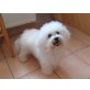 Bichon Frisé - Hündin