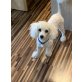 Bichon Frisé - Hündin