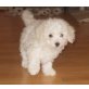 Bichon Frisé + Malteser Welpen - Rüde