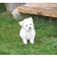Bichon Frisé - Rüde
