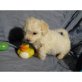 Bichon Frisé - Rüde