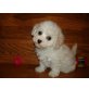 Bichon Frisé - Rüde