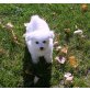 Bichon Frisé - Rüde