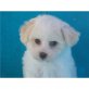 Bichon Frisé - Rüde