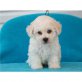 Bichon Frisé - Rüde