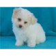 Bichon Frisé - Rüde