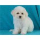 Bichon Frisé - Rüde