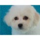 Bichon Frisé - Rüde