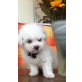 Bichon Frisé - Rüde