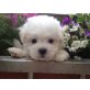 Bichon Frisé - Rüde