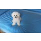 Bichon Frisé - Rüde