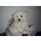 Bichon Frisé Welpen - Hündin