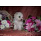 Bichon Frisé Welpen - Hündin