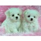 Bichon Frisé Welpen - Hündin