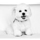 Bichon Frisé Welpen - Hündin