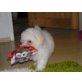 Bichon Frisé Welpen - Hündin