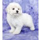 Bichon Frisé Welpen - Hündin