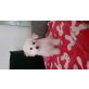 Bichon Frisé Welpen - Hündin