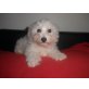 Bichon Frisé Welpen - Hündin