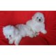 Bichon Frisé Welpen - Hündin