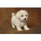 Bichon Frisé Welpen - Hündin