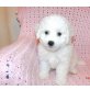 Bichon Frisé Welpen - Hündin