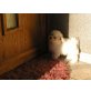 Bichon Frisé Welpen - Rüde