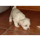 Bichon Frisé Welpen - Rüde