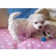 Bichon Frisé Welpen - Rüde