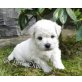Bichon Frisé Welpen - Rüde