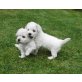 Bichon Frisé Welpen - Rüde