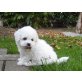 Bichon Frisé Welpen - Rüde
