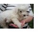 Bichon Frisé Welpen - Rüde
