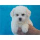 Bichon Frisé Welpen - Rüde