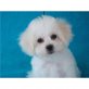 Bichon Frisé Welpen - Rüde