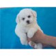 Bichon Frisé Welpen - Rüde