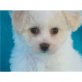 Bichon Frisé Welpen - Rüde