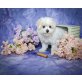 Bichon Frisé Welpen - Rüde