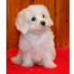 Bichon Frisé Welpen - Rüde