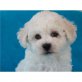 Bichon Frisé Welpen - Rüde