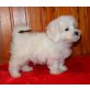 Bichon Frisé Welpen - Rüde