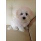 Bichon Frisé Welpen - Rüde